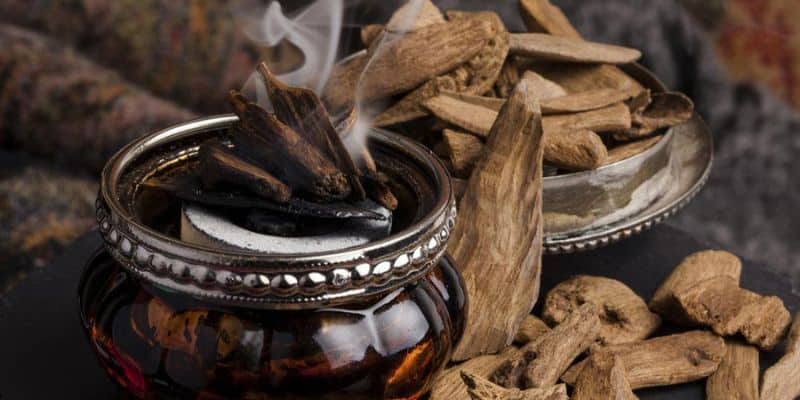 Trầm hương là sản phẩm được chế tác từ những thân cây Dó Bầu bị thương